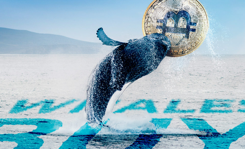 Bitcoin im Wert von 268 Millionen Dollar wurden bewegt
